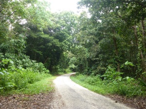 Huvalu Forest, look out for chickens at all times