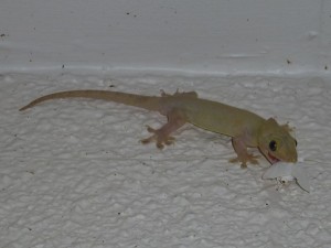 Gecko getting some resort food