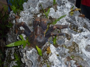 Uga or Coconut Crab, local delicacy, very big, very expensive